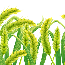 info.anandorganic